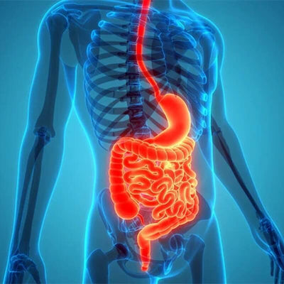 Digestion & Gut Health